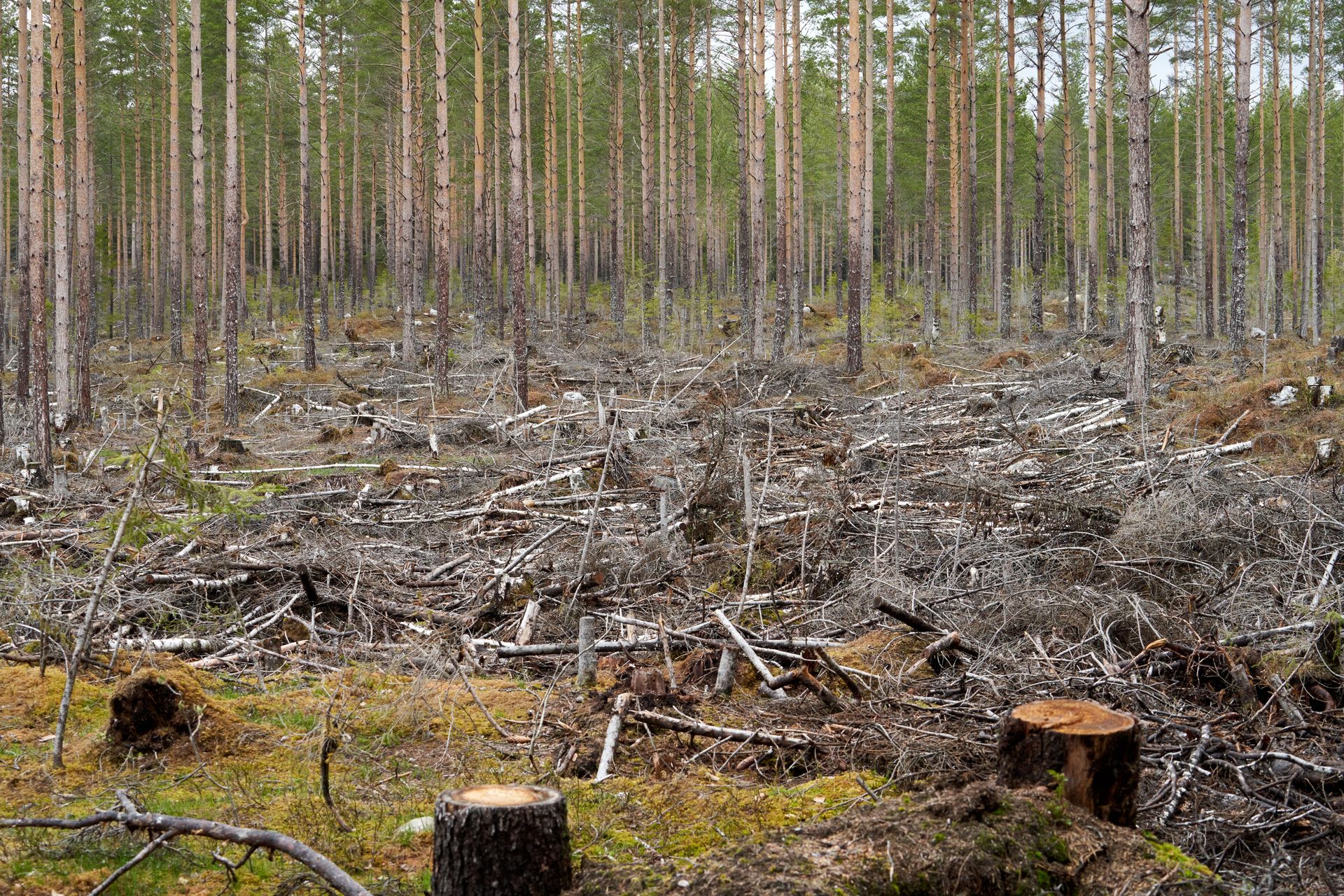 A forest landscape showing cut tree trunks and stumps in an open area.