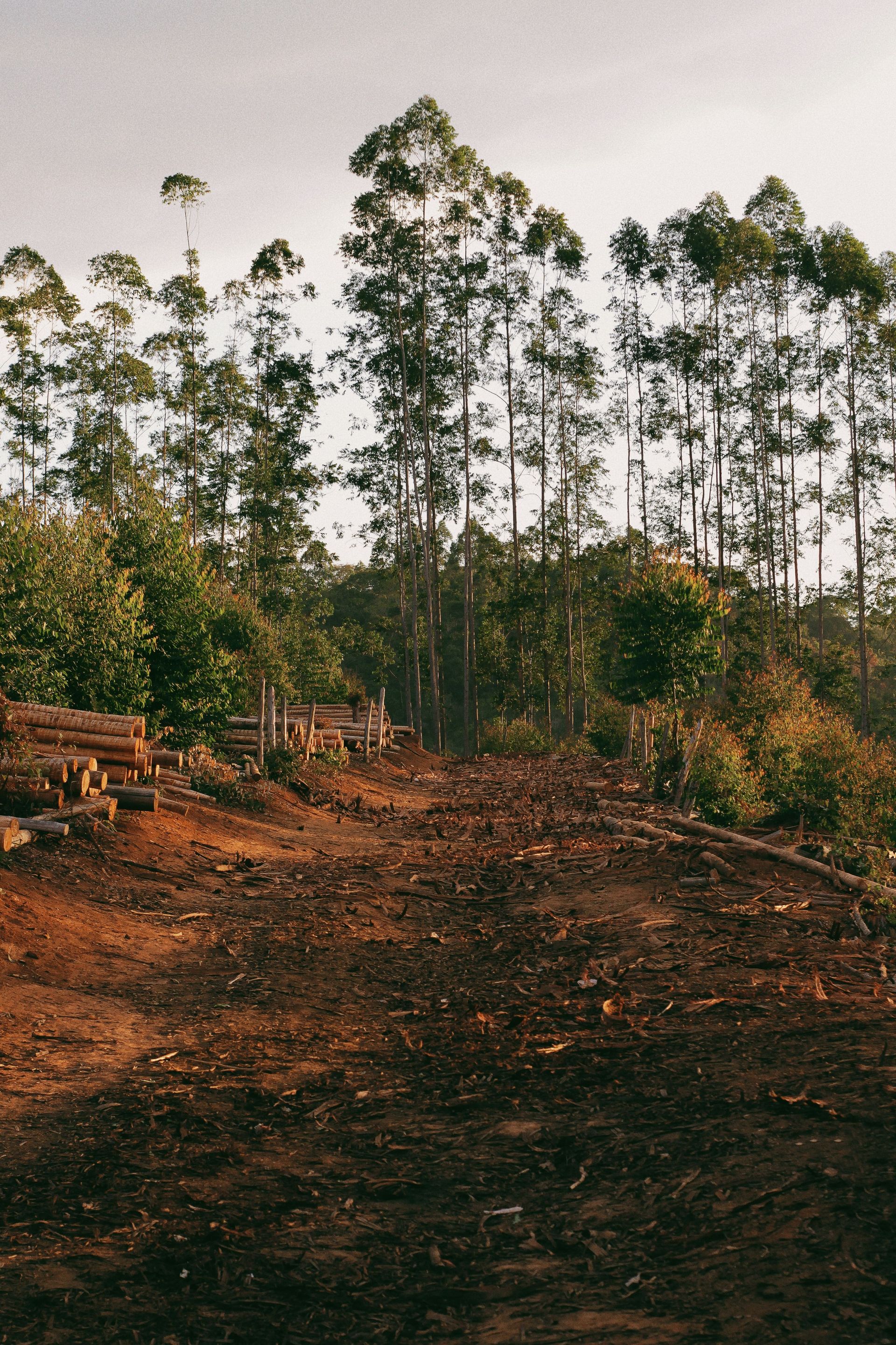 Cleared path in a rural forest area with felled trees and tall eucalyptus trees.