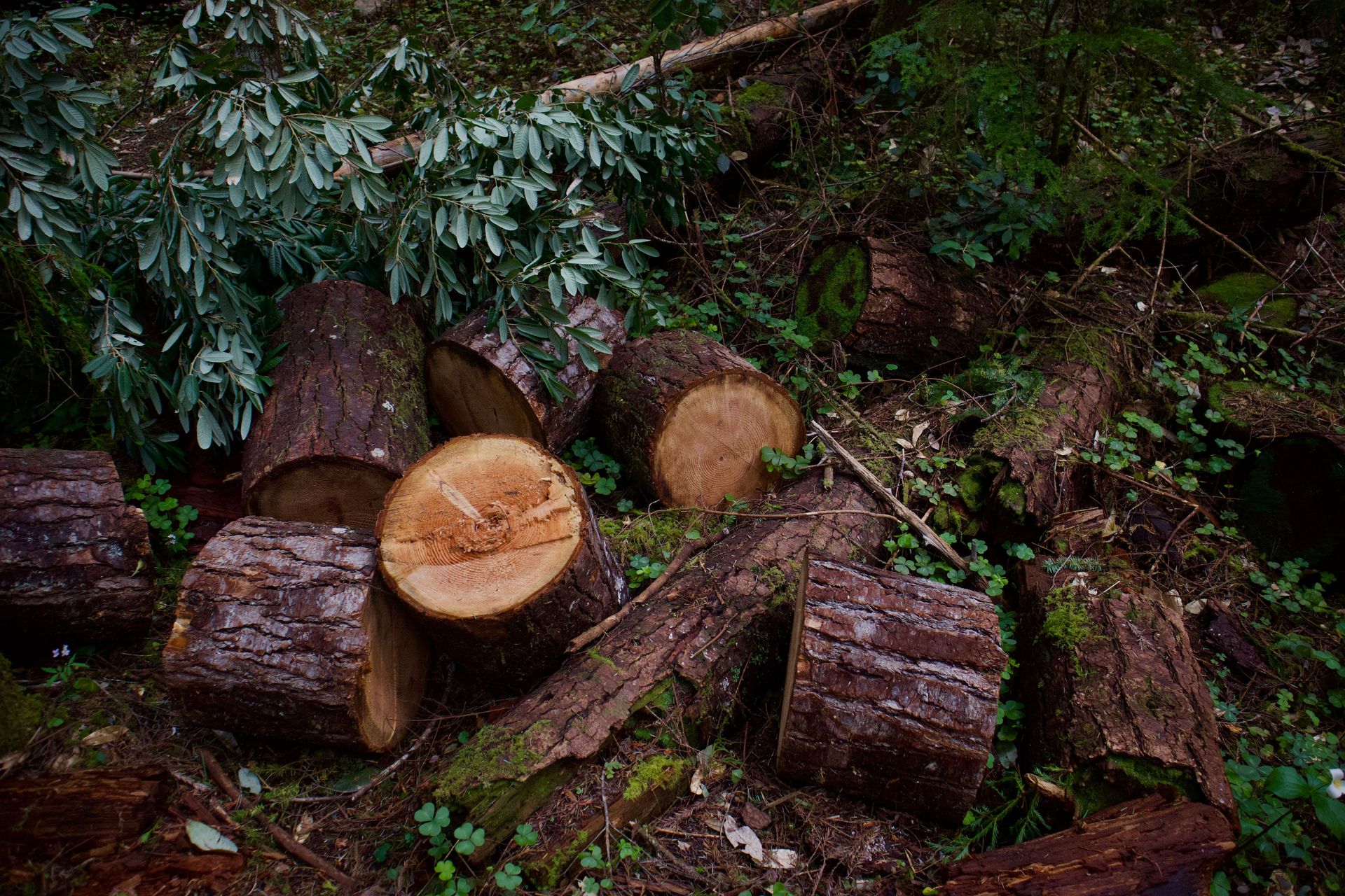 Freshly cut tree logs in lush Mendocino forest, perfect for woodworking or eco projects.