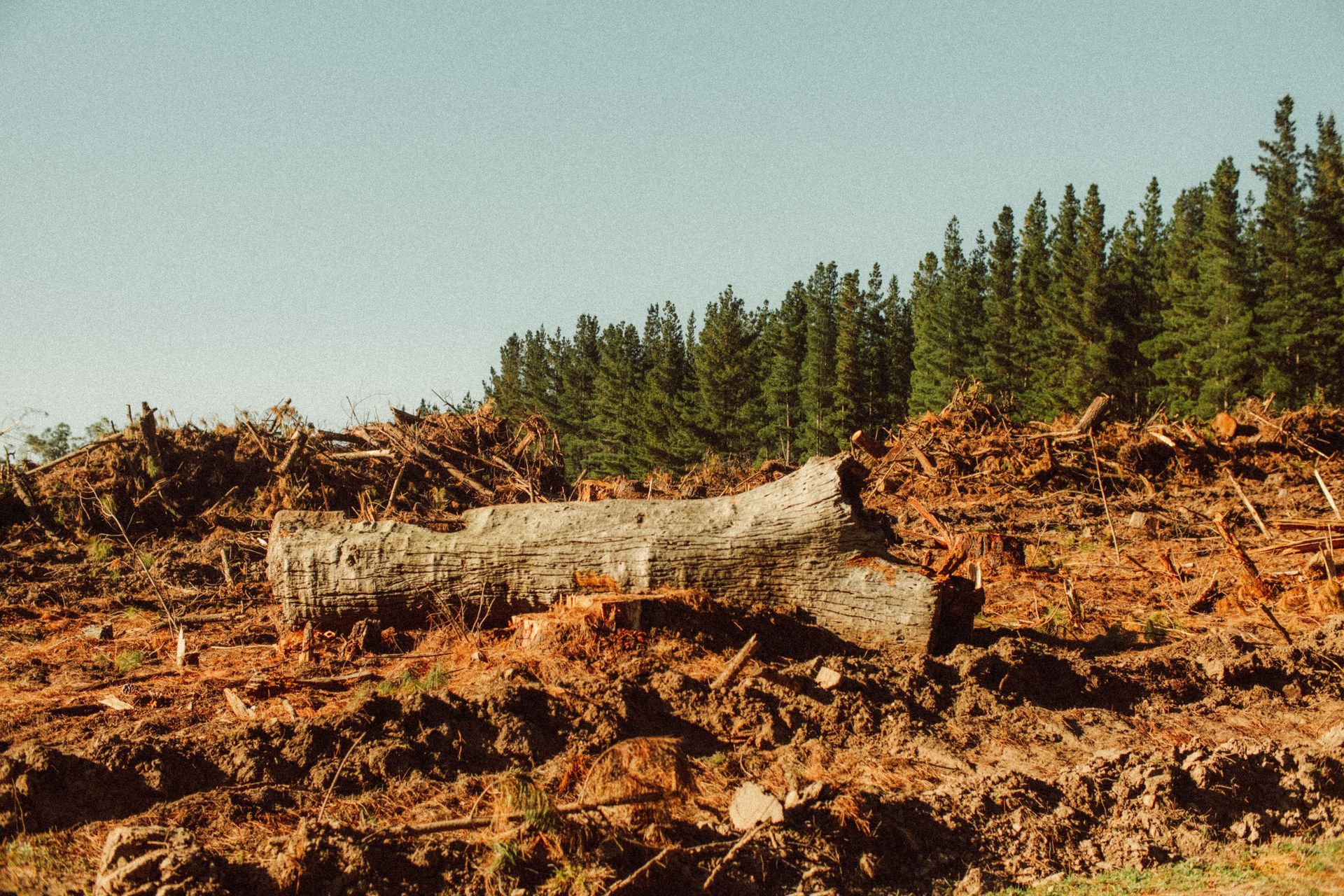 A fallen tree trunk lies amidst a deforested area surrounded by dense pine trees.
